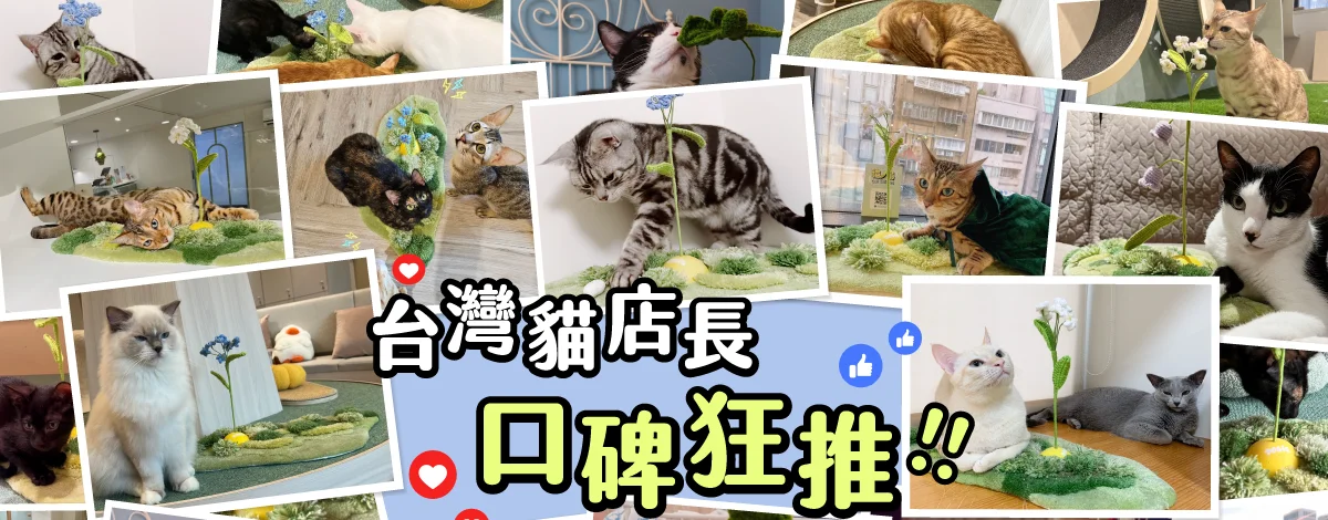 catisland recommended