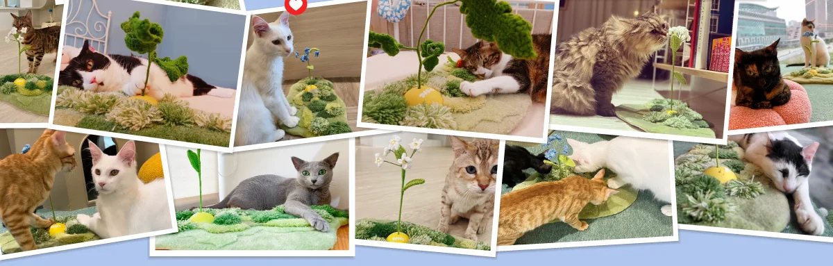 catisland recommended