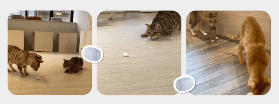 catisland Catnip animation