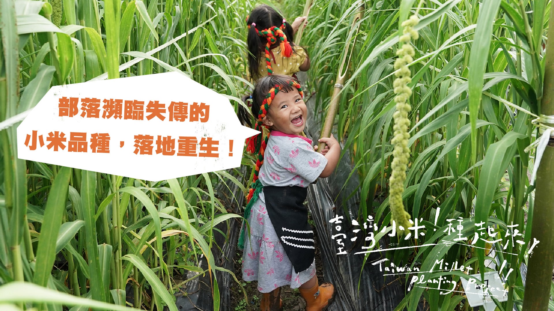 嘖嘖 | 「臺灣小米!種起來!」小米種植計畫 Taiwan Millet Planting Project